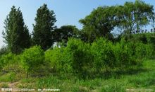 家乡的大树_600字