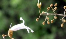 思念，是一朵梧桐花_1200字