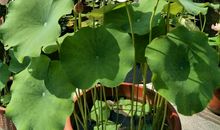 这样的画面，让我流连忘返_600字