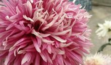 南风薰兮遗清曲_1000字