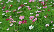 夏天的颜色_450字