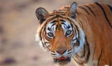 初三写人作文：家有一只“母老虎”_700字