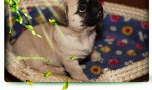 小狗日记_1200字