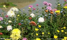 六朵绽放的鲜花_1200字