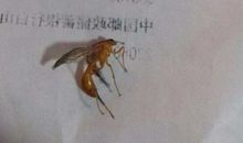 蚂蚁的村落_600字