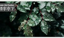 雨季不悲伤_750字