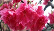 永不凋的山樱花_1500字