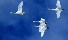 飞翔吧 鸿鹄_300字