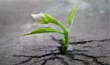 在尝试中成长_650字