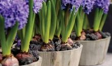 养风信子的乐趣_600字