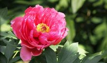 开在心中的花_900字