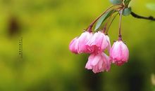 又是一年春到时_800字