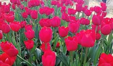 你好，春天——————拥抱春天的魅力_400字