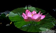 傲放的月下白莲_700字