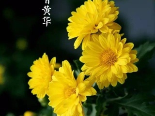 秋季美女_200字