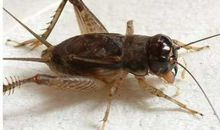 蟋蟀的演唱会_550字