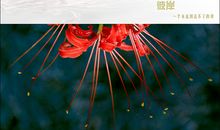 无法到达的彼岸_700字