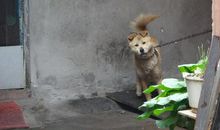 这个清明节我真悲催_900字