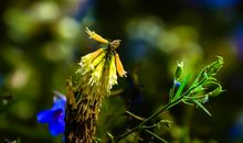 岁月中轻嗅花香_800字