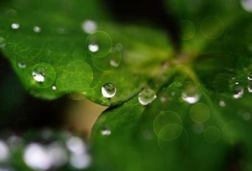 春雨“温柔升起”_600字