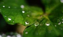 春雨“温柔如绒”_600字