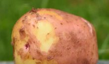 平凡至极的春雨_550字