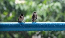 春雨是大自然精灵儿_500字