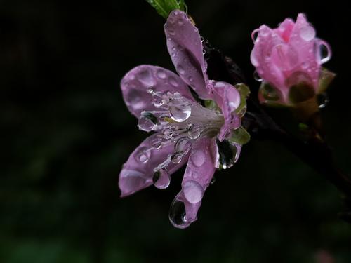 runru的春天雨_600字