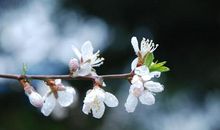 飘飘的春雨_800字