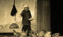 喂鸡给我带来了快乐_1000字