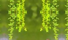 我是一场春雨_350字