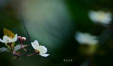 我爱你丝丝春雨_650字