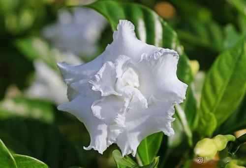 让Gardenia Home _1000字