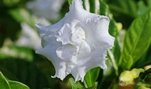 让栀子花回家_1000字