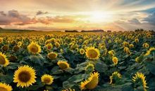 有这样一种声音_900字