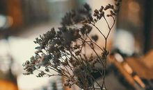 你的快乐伴，随我的忧伤_100字