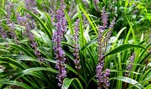 笑是最好的长生不老药_500字