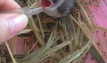 我“养”的小麻雀_600字