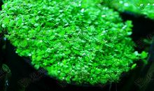 我的迷你草坪_700字