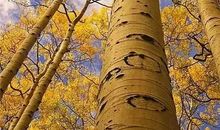 旌蔽日兮敌若云，矢交坠兮士争先。