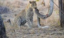 自然名言：物竞天择，适者生存_600字