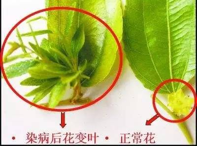 胡草组成：枣树_750字