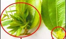 初三状物作文：枣树_750字