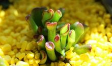 初三状物作文：神奇的多肉植物_800字