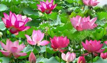 初三状物作文：我爱荷花_750字