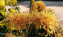 初三状物作文：观菊展_750字