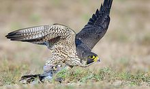 自然名言：物竞天择，适者生存_800字