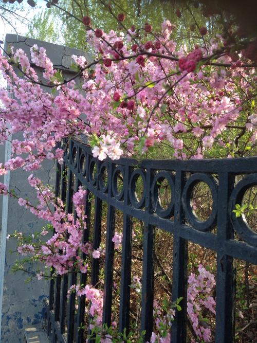 花朵盛开那些年_1000字