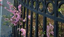 花开花落那些年_1000字