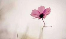 那朵花，让我懂得了努力_600字